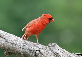 Simply Red