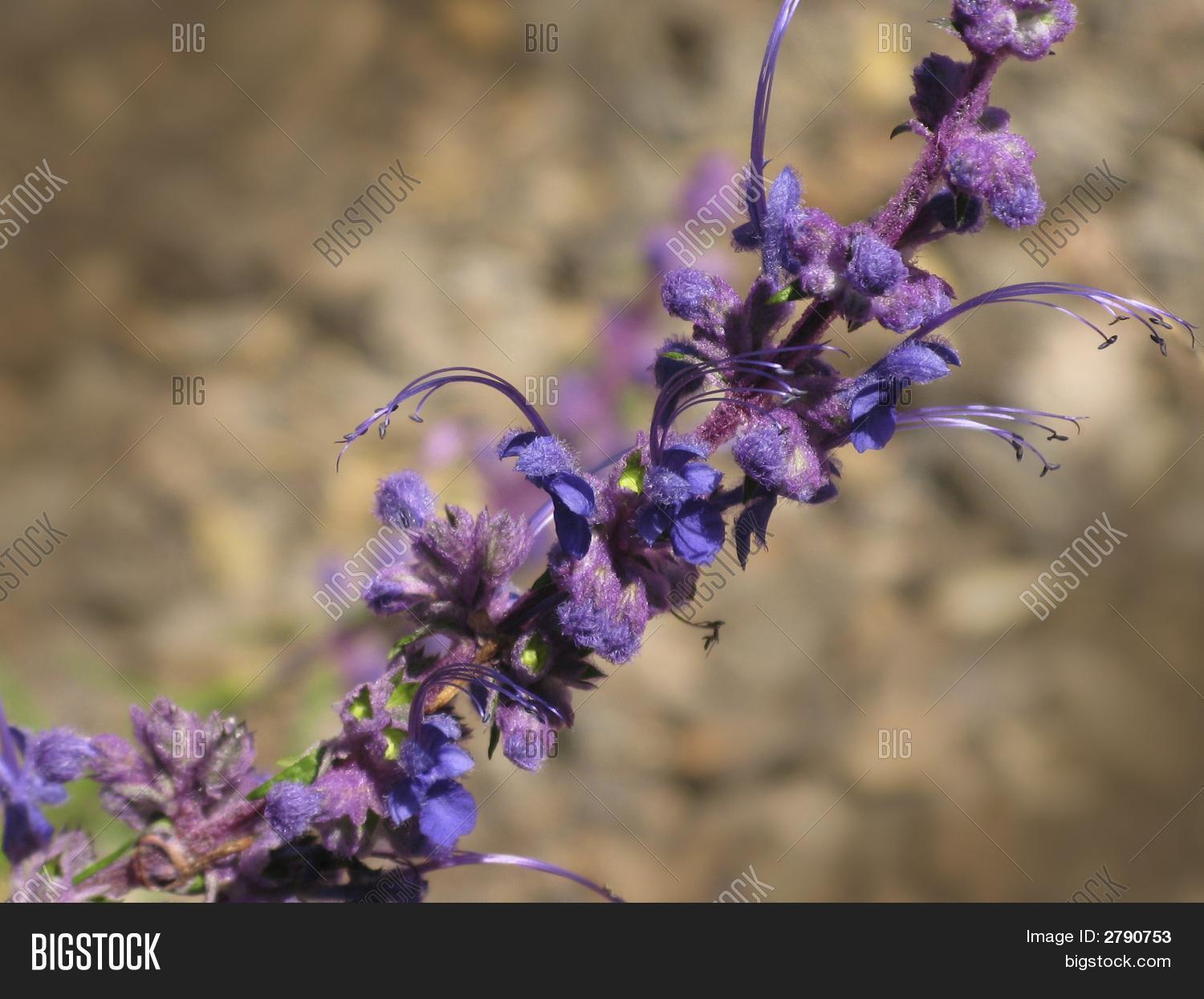 Purple Sage Flowers Image & Photo (Free Trial) Bigstock