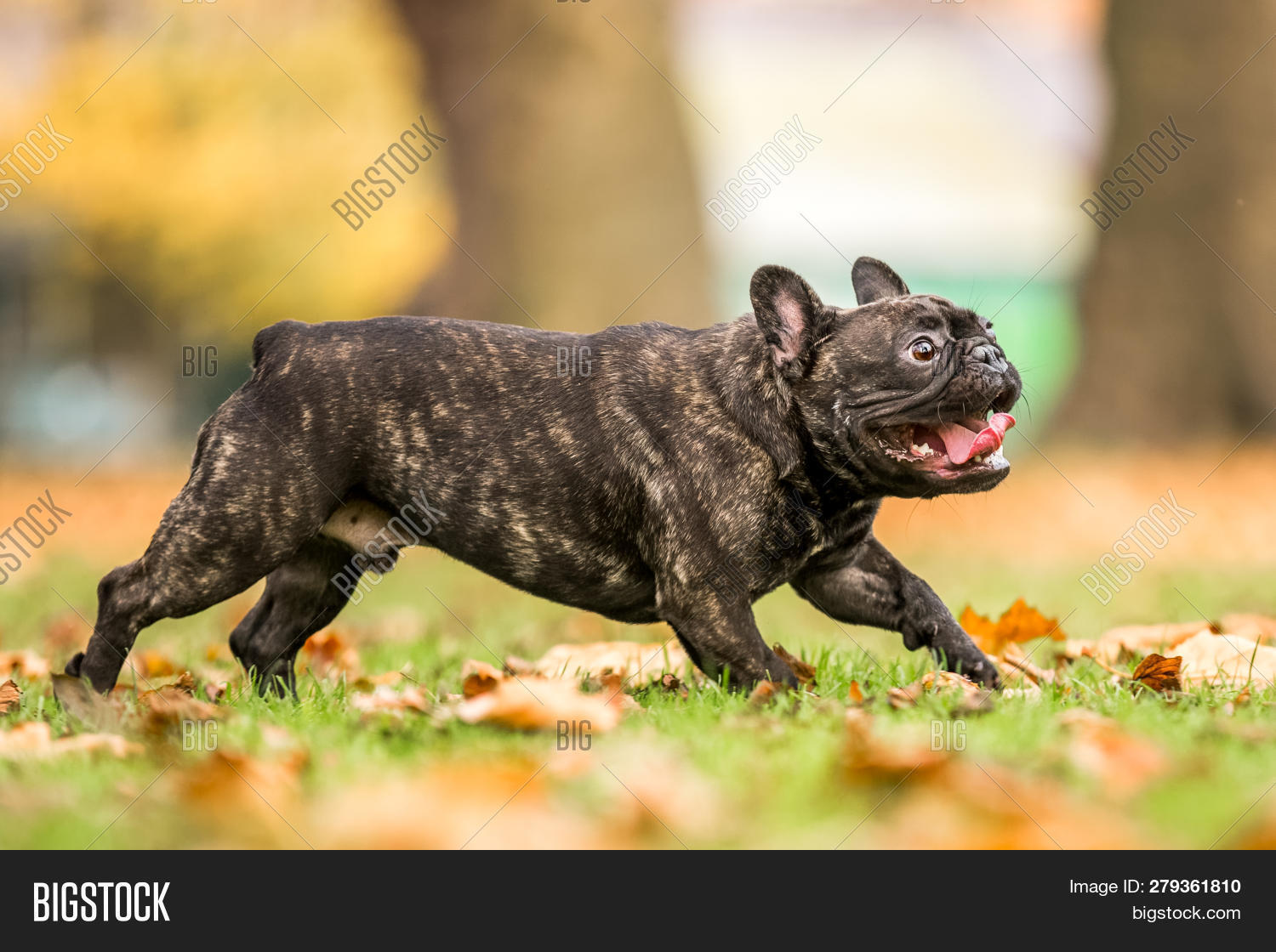 dark french bulldog