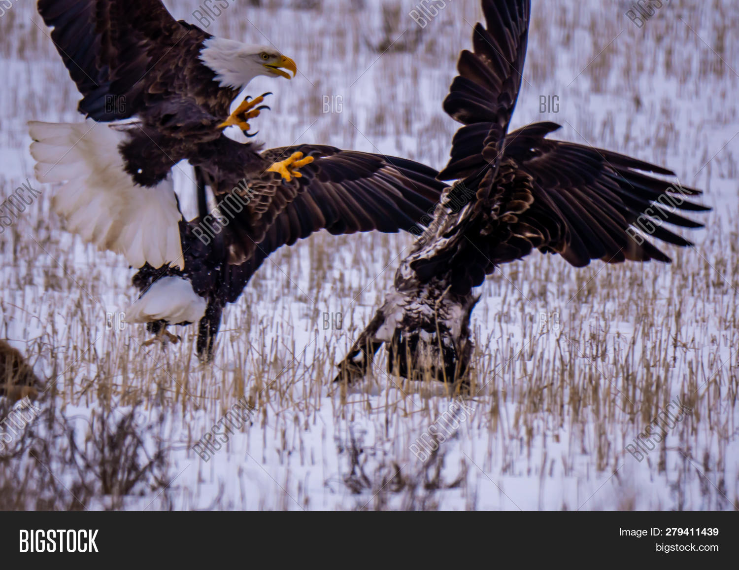 Bald Eagle Swoopes Image & Photo (Free Trial) Bigstock