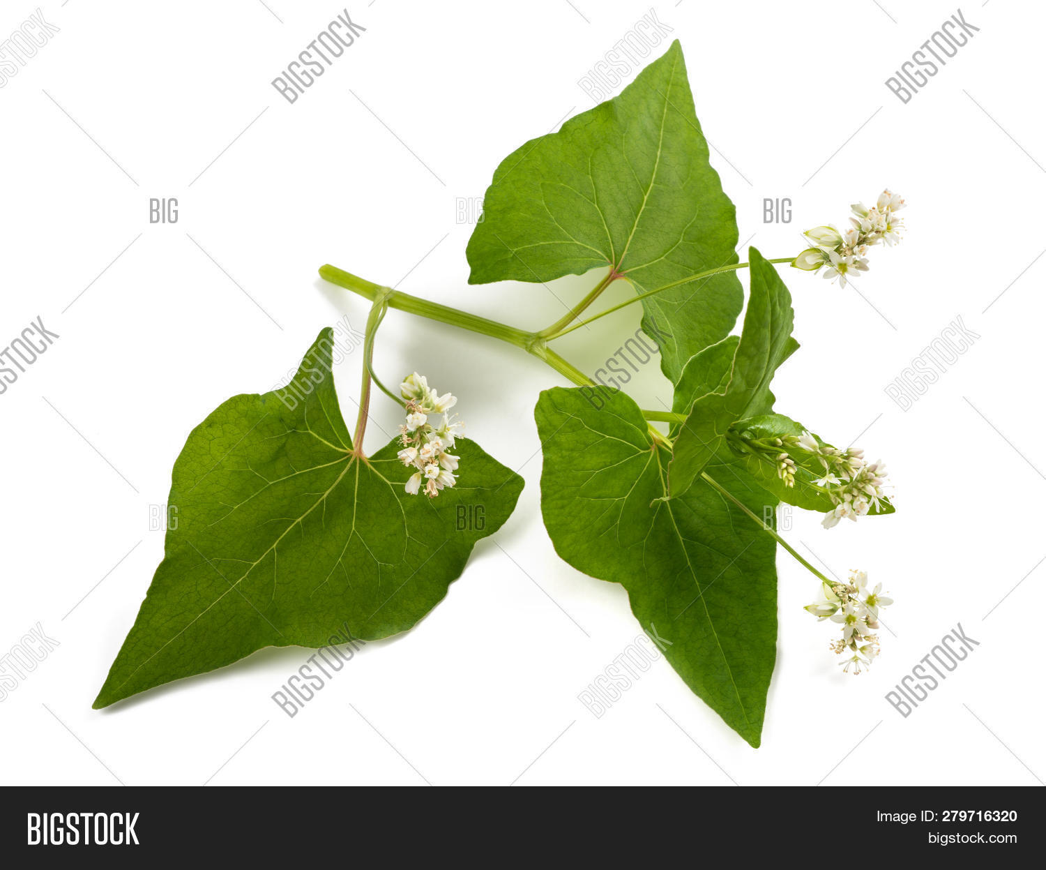Buckwheat Flowers Image & Photo (Free Trial) Bigstock