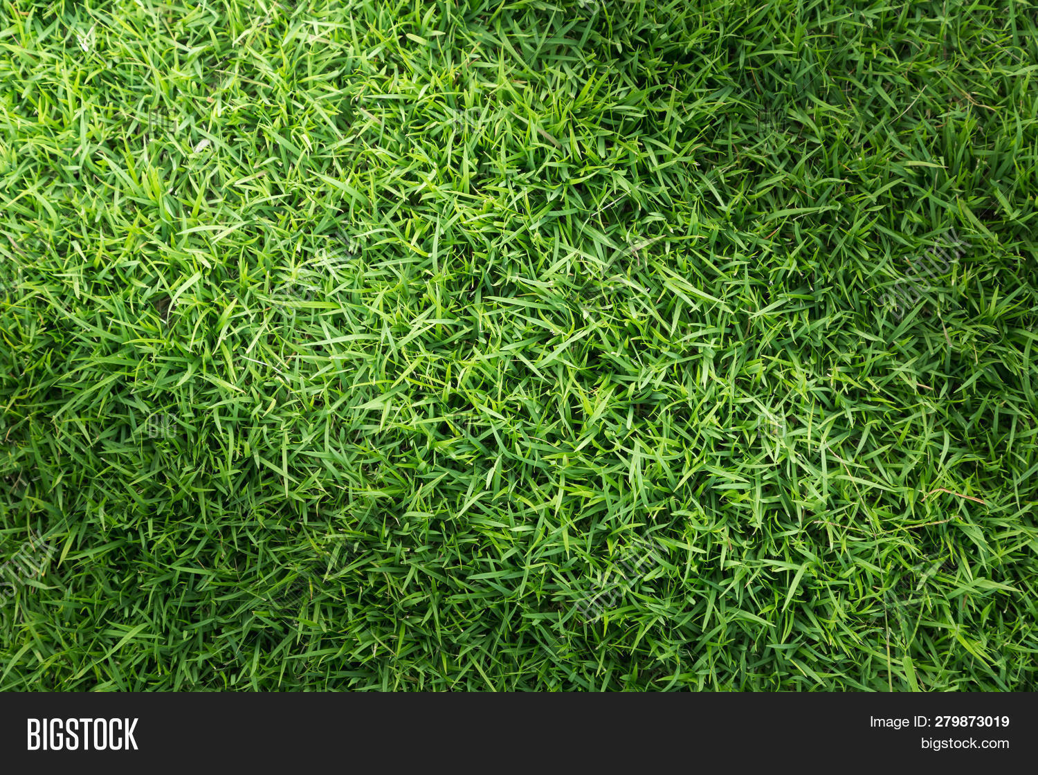 Grass Texture Grass Image Photo Free Trial Bigstock