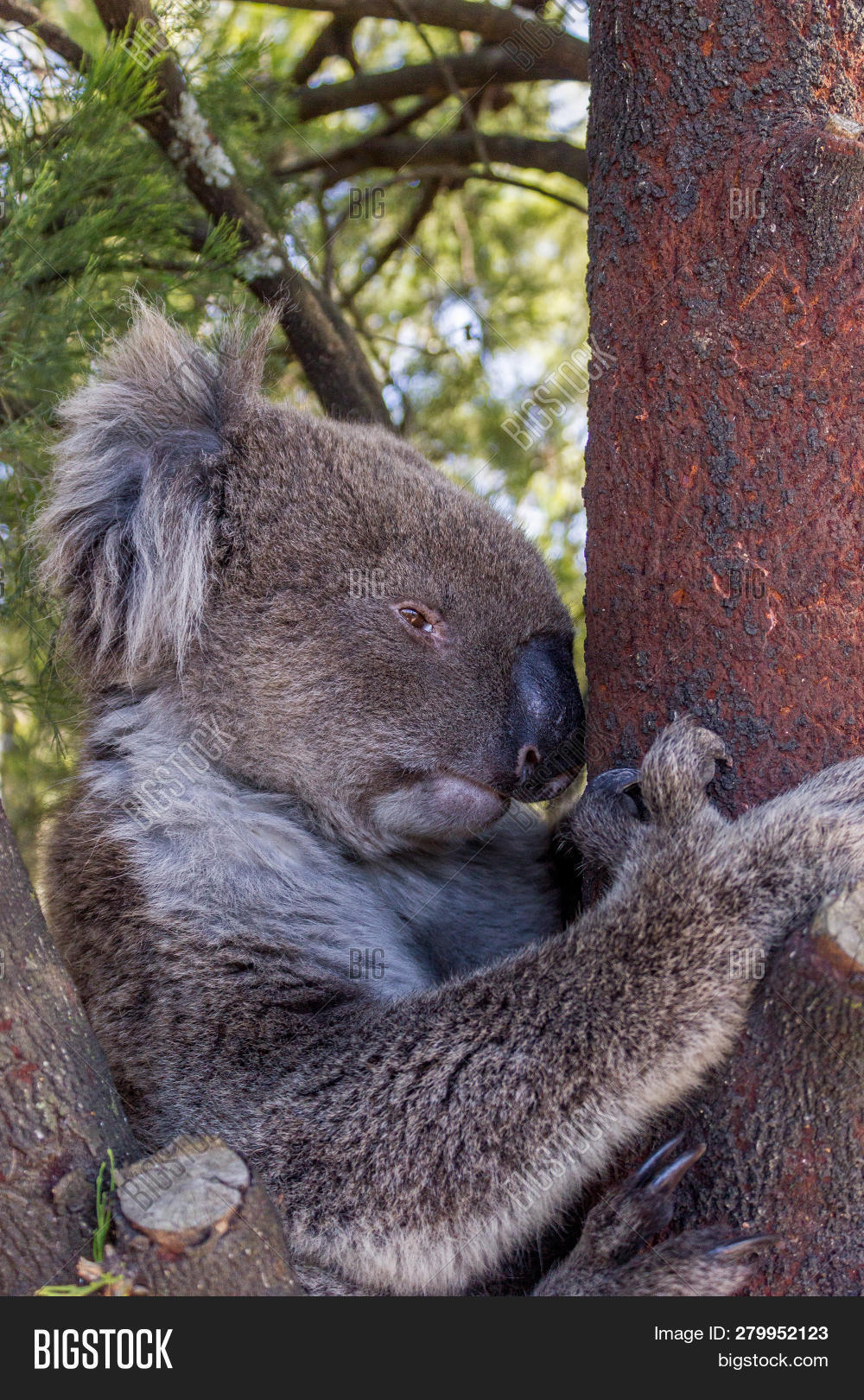 Wild Koala Bear Tree Image & Photo (Free Trial) Bigstock
