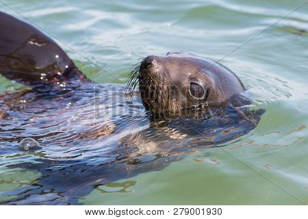 Detailed Portrait Natural Swimming Eared Seal (otariidae) In Water, Sunshine