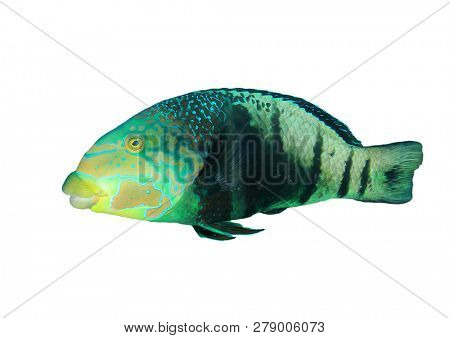Barred Thicklip Wrasse fish isolated on white background 