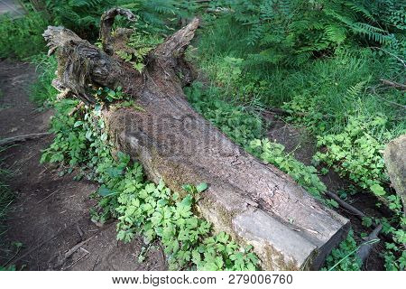 Glenariff, Queen Of The Glens, Is One Of Glenariff\'s Nine Antrim. Glenariff Forest Park Covers More
