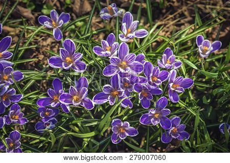 Blooming Purple Crocus, Bumblebee, First Spring Flowers Primrose. Spring Botanical Background