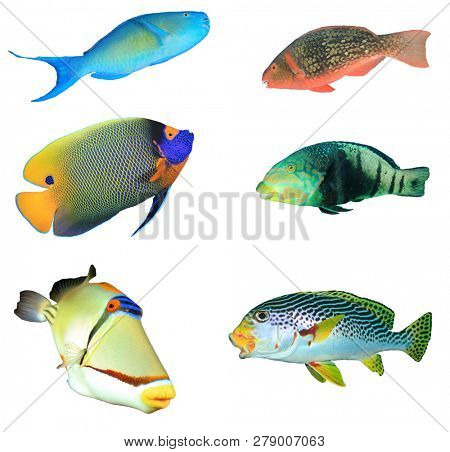 Tropical reef fish isolated on white background 