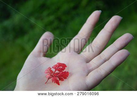 Glenariff Forest Park - Red Leaf In The Hand