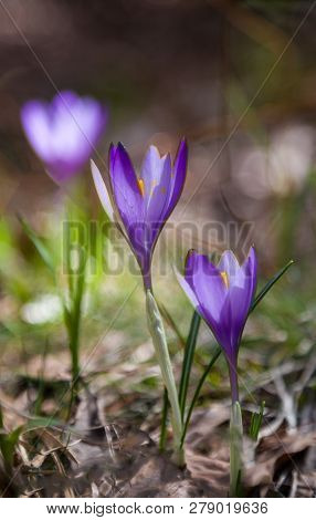 Blooming Blue Crocuses (crocus Veluchensis) In The High Mountains In Early Spring. Spring Background