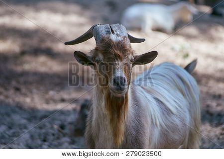 Extured Goat With A Long Brown, Gray Beard And Long Horns
