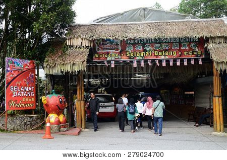 Genting Highlands, Malaysia- Dec 03, 2018: Strawberry Leisure Farm At Genting Highlands, Malaysia. G