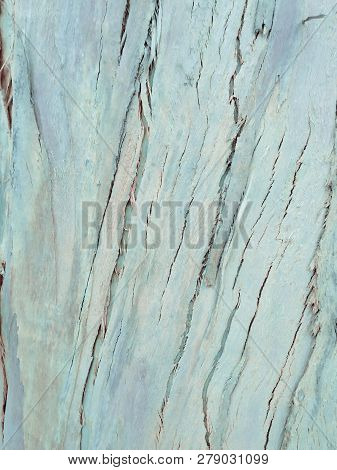 Eucalyptus Bark As Background, Eucalyptus Bark As Background, Wood Texture, Wood Backgroundwood Text
