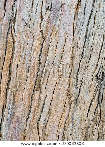 Eucalyptus Bark As Background, Eucalyptus Bark As Background, Wood Texture, Wood Backgroundwood Text