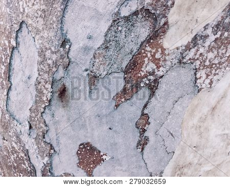 Eucalyptus Bark As Background, Eucalyptus Bark As Background, Wood Texture, Wood Backgroundwood Text