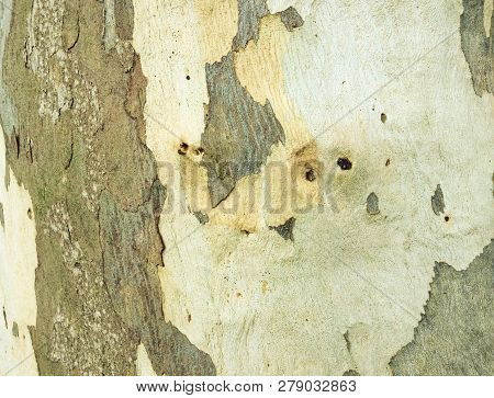 Eucalyptus Bark As Background, Eucalyptus Bark As Background, Wood Texture, Wood Backgroundwood Text