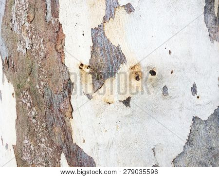 Eucalyptus Bark As Background, Eucalyptus Bark As Background, Wood Texture, Wood Backgroundwood Text