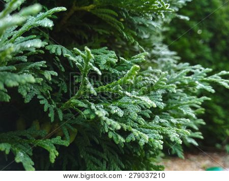 Dew On Coniferous Branches. Tuya Green Background, Coniferous Tree. Green Tuya Texturein The Spring