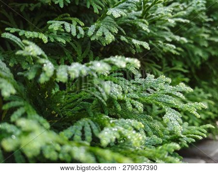 Dew On Coniferous Branches. Tuya Green Background, Coniferous Tree. Green Tuya Texturein The Spring