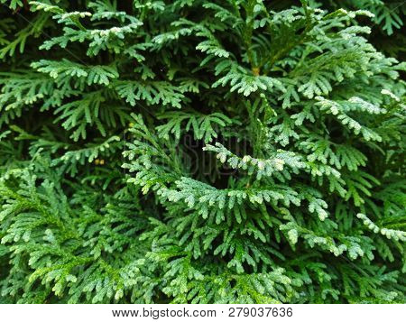 Dew On Coniferous Branches. Tuya Green Background, Coniferous Tree. Green Tuya Texturein The Spring