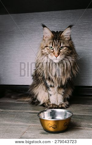 Portrait Of A Big Fluffy Maine Coon Cat Sitting On The Floor Near  A Bowl