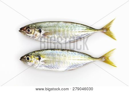 Fresh Yellow Stripe Trevally Fish Isolated On White Background.