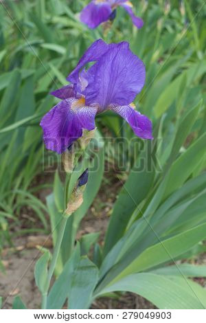 Erect Stem Of Bearded Iris With Single Violet Flower