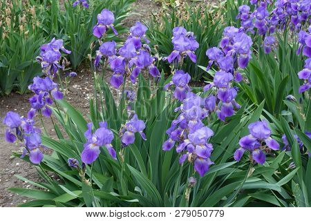 Numerous Violet Flowers Of Iris Germanica In Spring