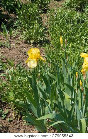 Flowering Yellow German Bearded Iris In Spring