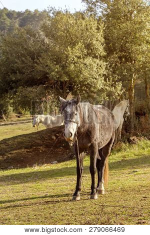 A Herd Of Horses Grazing On A Mountain Meadow With Grass On A Sunny Spring Evening (greece, Peloponn