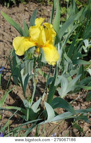 Close View Of Yellow Flower Of German Bearded Iris