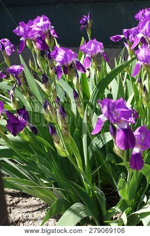 German Iris In Full Bloom In Spring