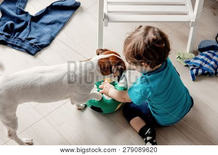 Little Toddler Boy Play At Home With His Jack Russell Terrier Dog.