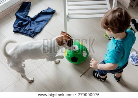 Little Toddler Boy Play At Home With His Jack Russell Terrier Dog.