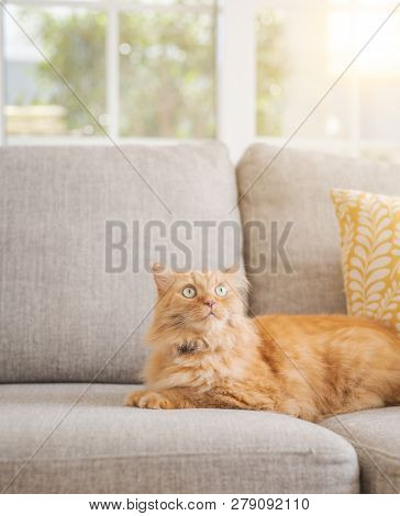 Beautiful ginger long hair cat lying on the sofa on a sunny day at home