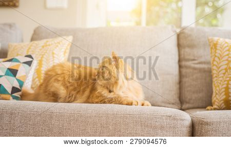 Beautiful ginger long hair cat lying on the sofa on a sunny day at home