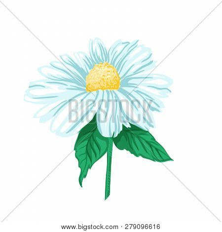 Daisy Or Chamomile Tea Herb Flower And Green Leaves. Herbal Therapy. Botany Plant, Matricaria Loose 