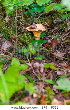 Cantharellus Cibarius Orange Edible Mushroom Growing In The Forest. Cantharellus Cibarius Is A Speci