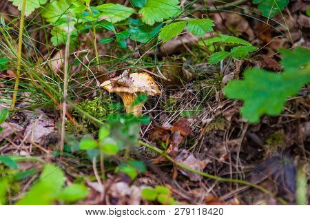Cantharellus Cibarius Orange Edible Mushroom Growing In The Forest. Cantharellus Cibarius Is A Speci