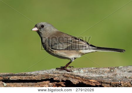 Junco kanto