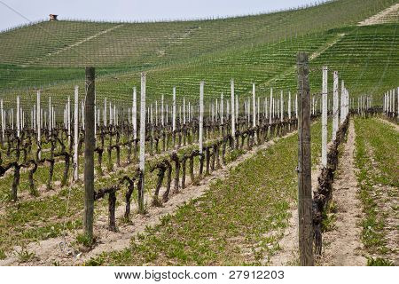 สวนไวน์ Barbera - อิตาลี