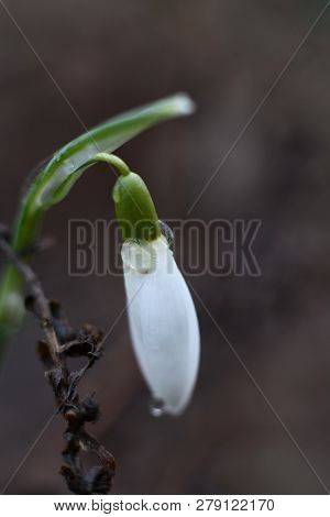 Spring Snowdrop Flowers With Water Drops In Spring Garden