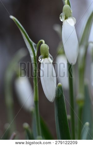 Spring Snowdrop Flowers With Water Drops In Spring Garden
