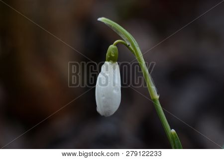 Spring Snowdrop Flowers With Water Drops In Spring Garden