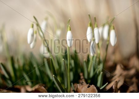 Spring Snowdrop Flowers With Water Drops In Spring Garden