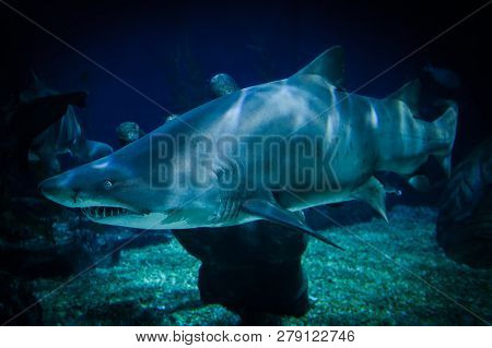 Great White Shark Picture Underwater Sea Swimming Marine Life In Ocean - Large Ragged Tooth Shark Or