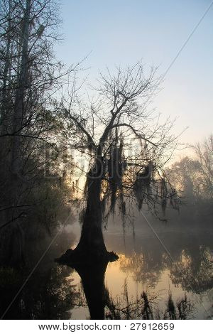 Bald Cypress - Okefenokee Swamp, Georgia