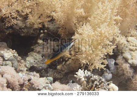 Indian Bird Wrasse On Coral Reef In Red Sea Of Sharm El Sheikh, Egypt