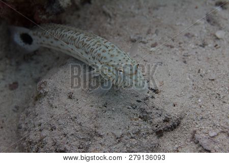 Speckled Sandperch On Coral Reef In Red Sea Off Dahab, Egypt