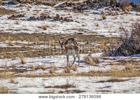 Pronghorn, From The  Antilocapridae Family, Blend Nicely Into Their Surroundings
